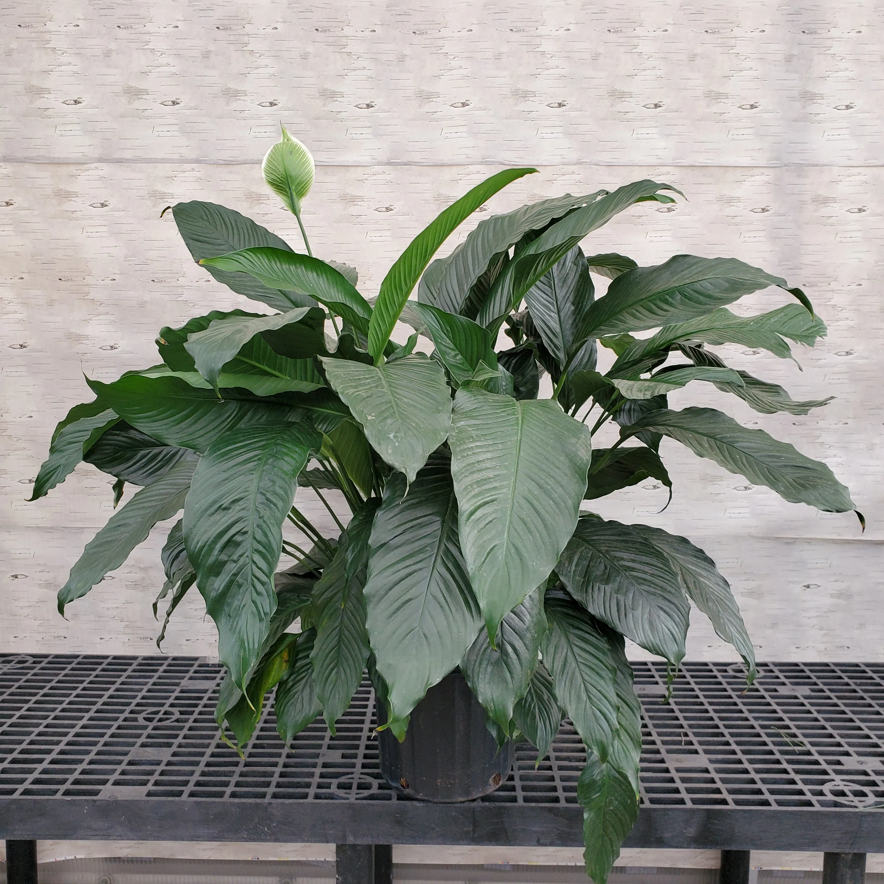 10" peace lily spathyphylum