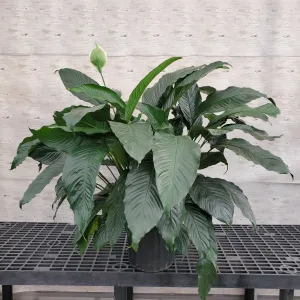 10" peace lily spathyphylum