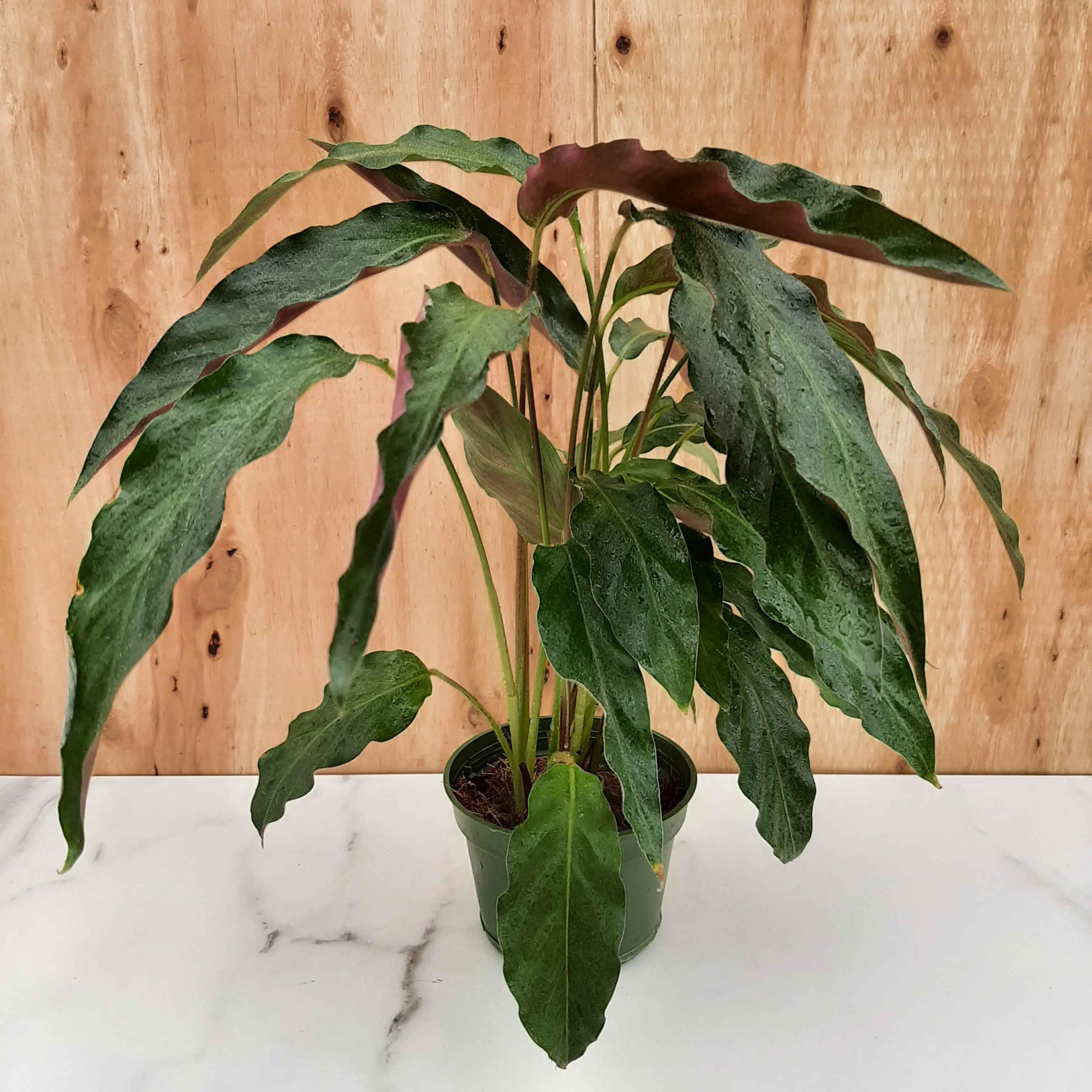 4" calathea rufibarba