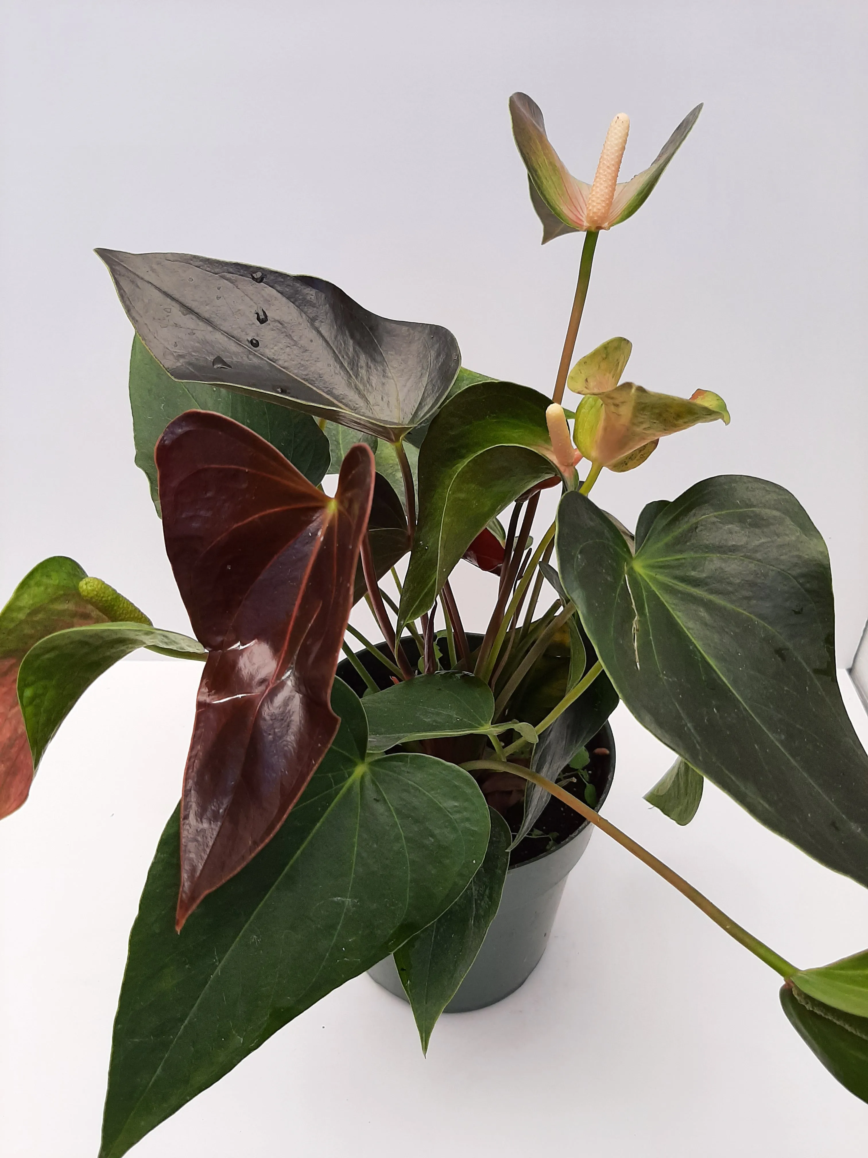 6" anthurium rainbow champion