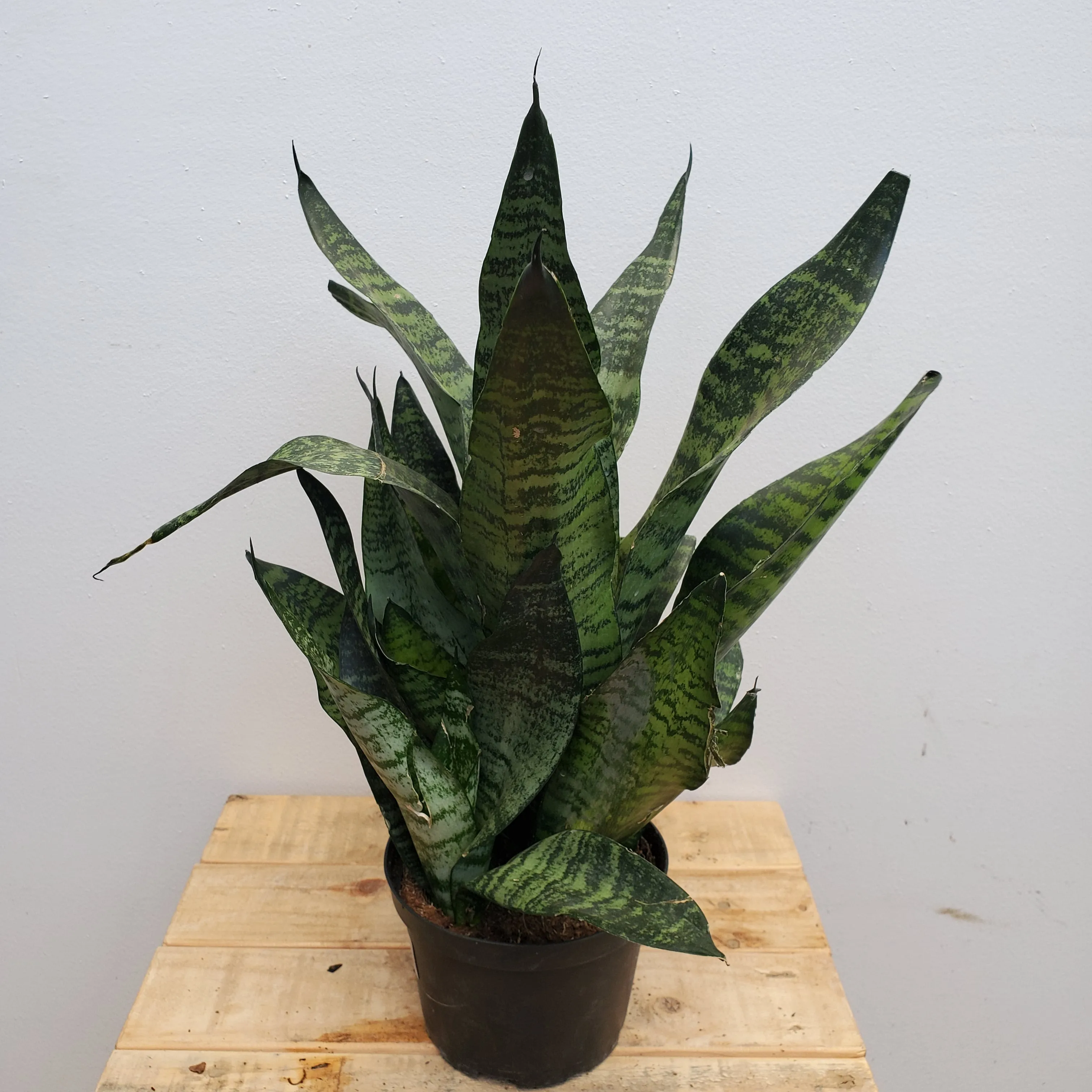 6" sanseveria galaxy