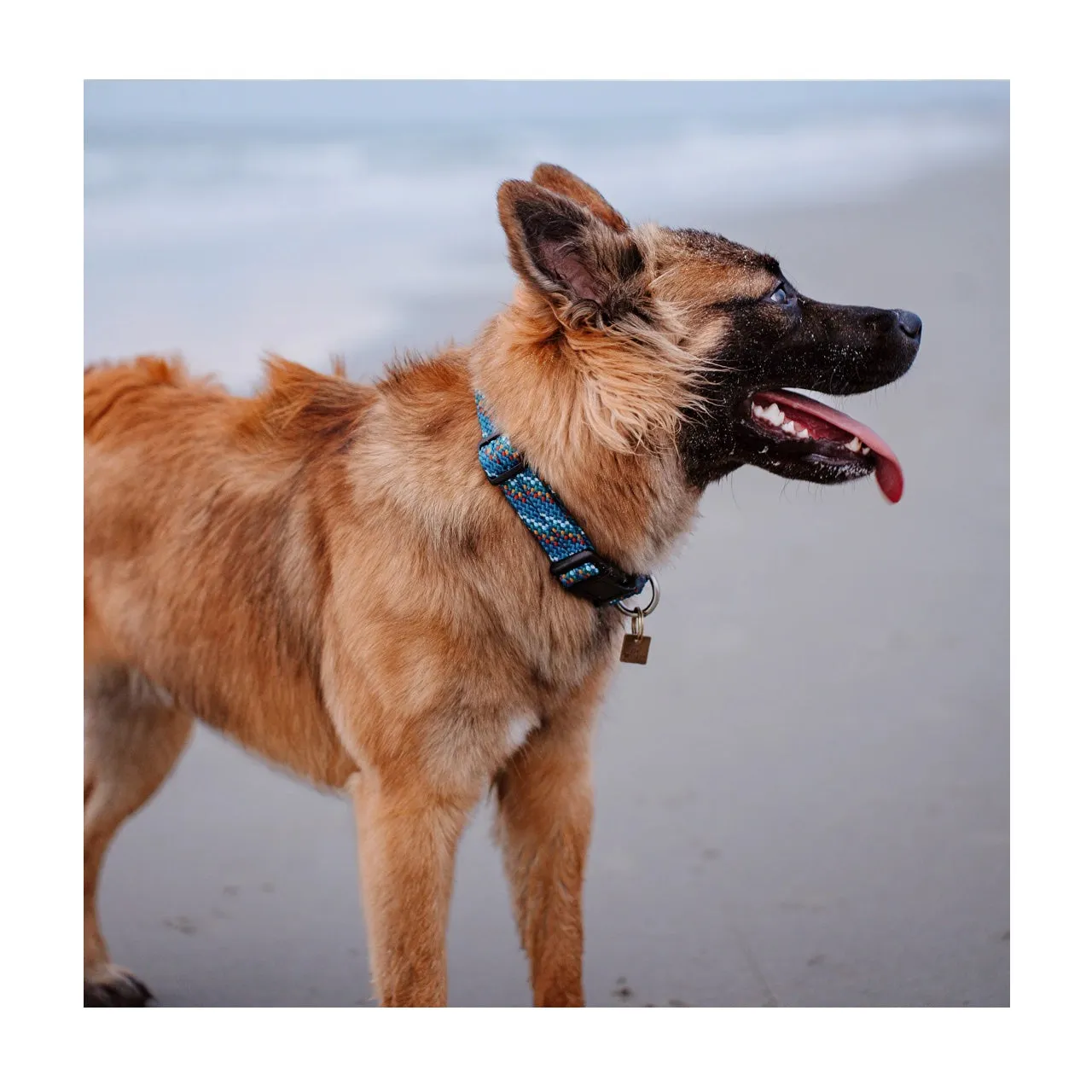 Wilderdog Woven Collar Pacific Blue